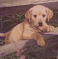 PuppyPlay1.jpg (11661 bytes)