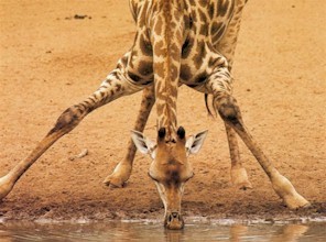 girafe%20.jpg (26295 bytes)
